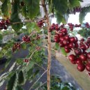 이병엽농장 이미지