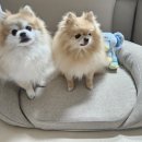 아르르