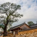 영천 약남리 회화나무 이미지