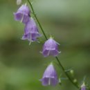 건강과약초 이미지