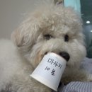 무한뽑기 이미지