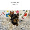 도그마루 강아지고양이 안산점 이미지