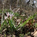 야생화민박 이미지