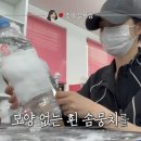 조이애견
