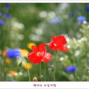 평화마루 이미지