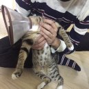 리오동물병원 | 중성화지원센터에서 고양이 중성화 수술 후기 (리오동물병원)