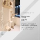아이캣 고양이미용 호텔 이미지
