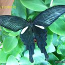 나비 3종-긴꼬리제비나비, 홍점알락나비, 나비류 이미지