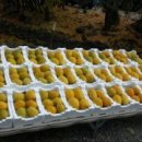 유정농장 이미지