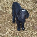 흑염소목장 이미지