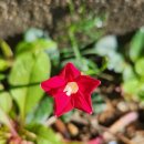 Glory Star 이미지