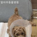 말바우동물병원 이미지