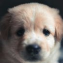 24시바덴동물메디컬센터