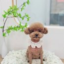 원펫살롱 이미지