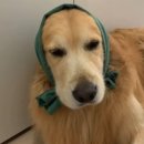 개팔상팔 이미지