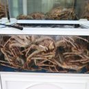 대게 좋은곳 이미지