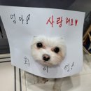 털찐이