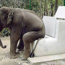 코끼리똥 이미지