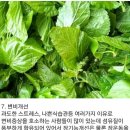 🌿뽕잎의 효능🌿 이미지