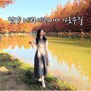 문흥동 1000-4 | 담양 메타세콰이어길 단풍 구경 입장료 주차 실시간 후기