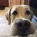 댕댕이와냥이 이미지