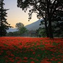 선운사꽃무릇 이미지