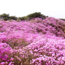 ▣ 제 79 차 &#34; 강화도 고려산 진달래 축제@전등사 트레킹&#34; 안내 이미지