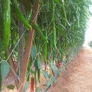 복사골농장 이미지