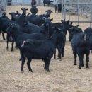 홍길동목장 이미지