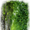 가로수길 이미지