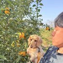 고흥유자석류축제 | 고흥 유자축제 방문 후기