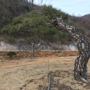 팽나무 농장 이미지