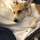 그대애개 이미지