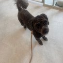 GROOFLUFFY 이미지