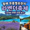 동해 무릉별유천지 라벤더 축제 개화 상황 주차 꿀팁 방문 후기