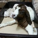 주일농장 이미지