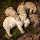 긴 여정-북극곰 노컷뉴스