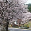 정읍 내장 벚꽃 축제 이미지