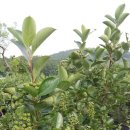 이기영농장 이미지