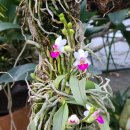 Phalaenopsis parishii × Doritis pulcherrima 이미지