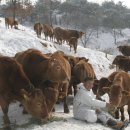 명성목장 이미지