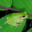 청개구리PC 이미지