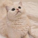 라라야 | 펫타로 후기] 라라야, 요즘 컨디션 어때?