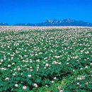 이야기,꽃 이미지