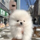 아르르펫 이미지