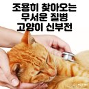 부산반려동물장례 무서운 질병 고양이 신부전 이미지
