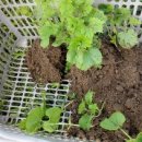 여주-0714 이미지