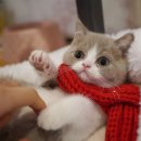 천안고양이 분양 냥블리 이미지