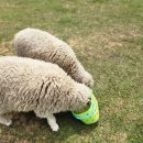 용목장 | [남해] 🐑 양먹이 주기 체험 양마르뜨 양떼목장