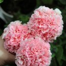 미미&코코 이미지